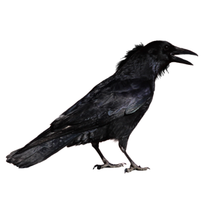 Raven PNG-71471